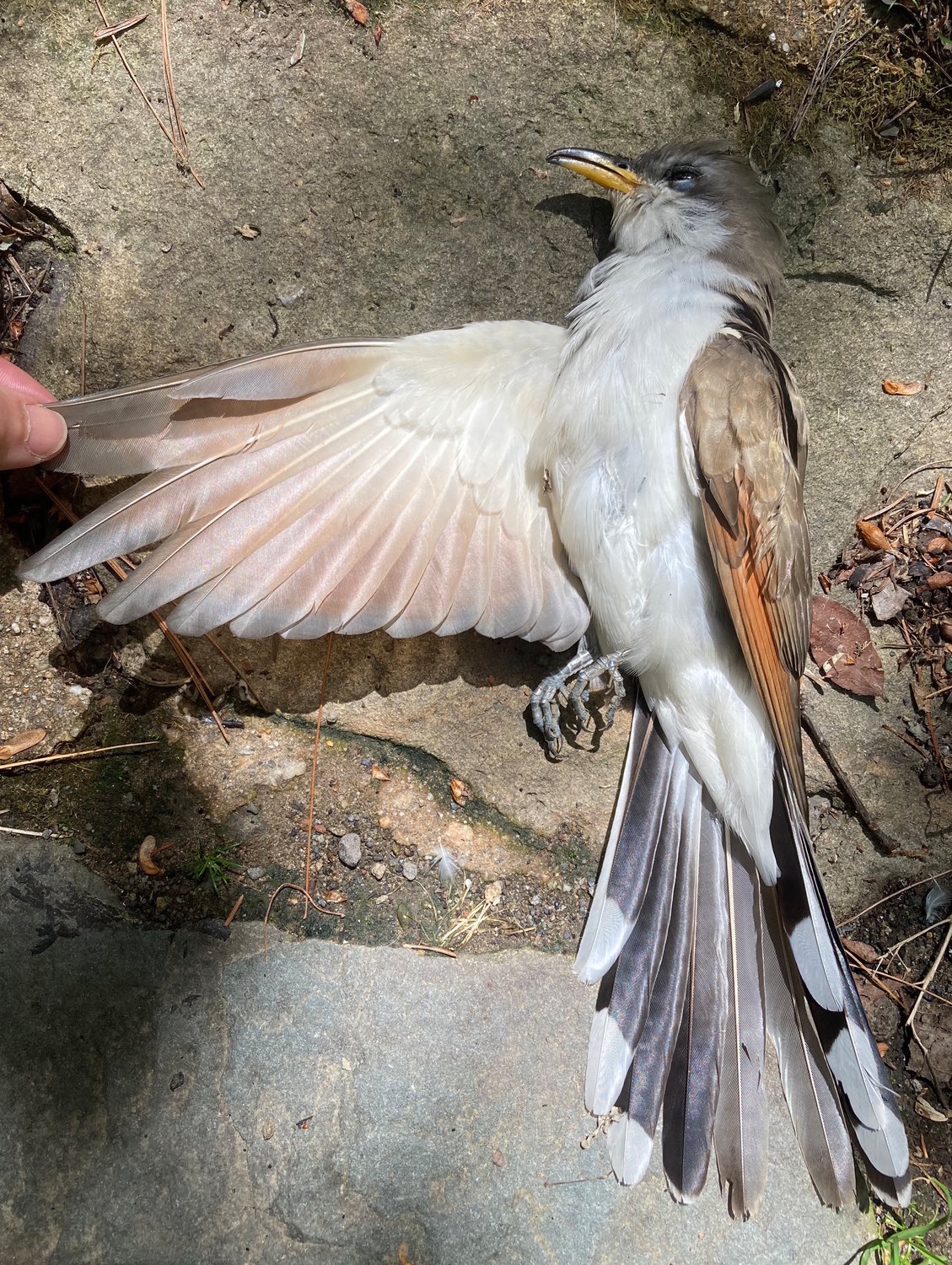 This yellow-billed cuckoo lost its life when it collided with a window. The normally elusive bird is hard to spot but has a recognizable repetitive call that can alert one to its presence. Cuckoos are especially beneficial as they consume large quantities of hairy caterpillars such as the gypsy moth and tent caterpillars, which are damaging trees in the Upper Delaware River region. Cuckoos are jay-sized birds ranging between 10 1/2 to 12 1/2 inches, with slender bodies that are feathered brown above and white below. They have slightly curved bills with yellow lower mandibles.